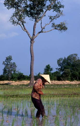 Vietnamese of Isaan